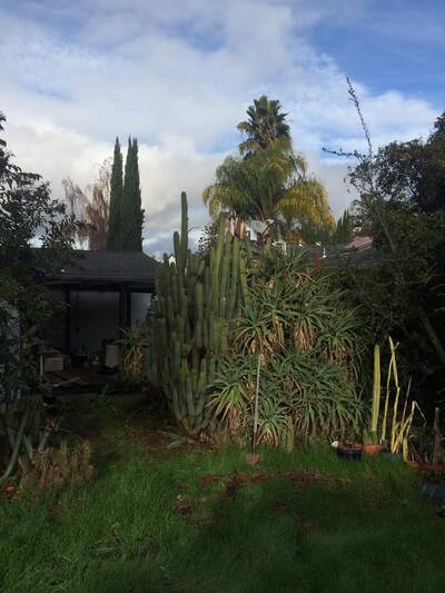 887b3daa84fa2a38.jpg Dave Reynolds Bridgesii - Trichocereus San Pedro cactus clone photo 2