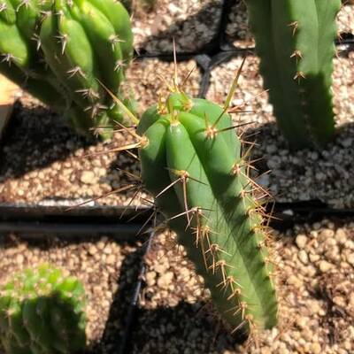 8ecafa0a347db87d.jpg Dave Reynolds Bridgesii - Trichocereus San Pedro cactus clone photo 3