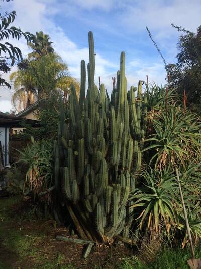 c9dd6966ee1f4c30.jpg Dave Reynolds Bridgesii - Trichocereus San Pedro cactus clone photo 4