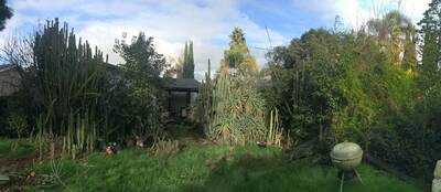 cad013a5814da7d1.jpg Dave Reynolds Bridgesii - Trichocereus San Pedro cactus clone photo 5
