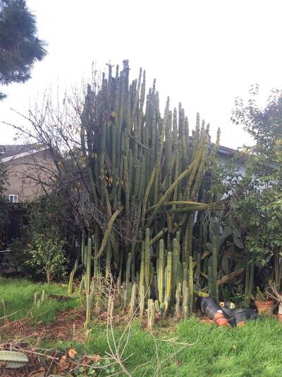 cdc00a121cdab547.jpg Dave Reynolds Bridgesii - Trichocereus San Pedro cactus clone photo 6