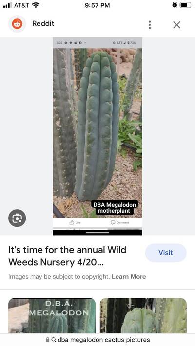 DBA megalodon - Trichocereus San Pedro cactus clone photo 2