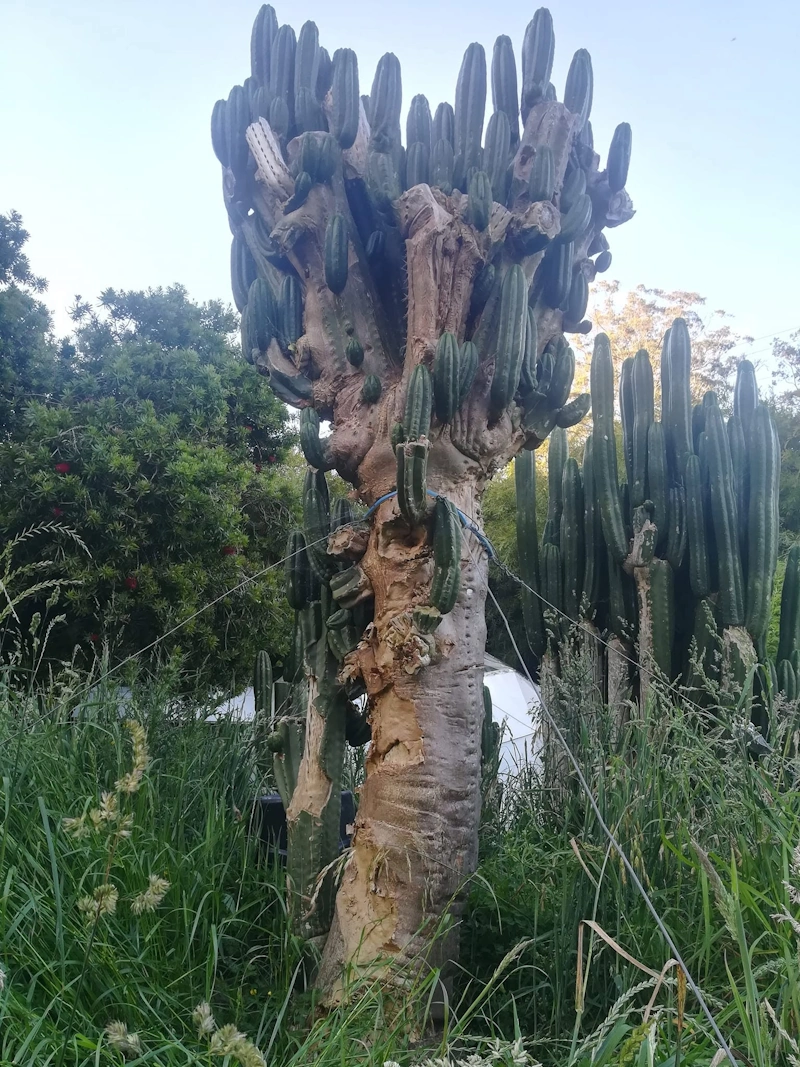Decosta - Trichocereus San Pedro cactus clone photo 1