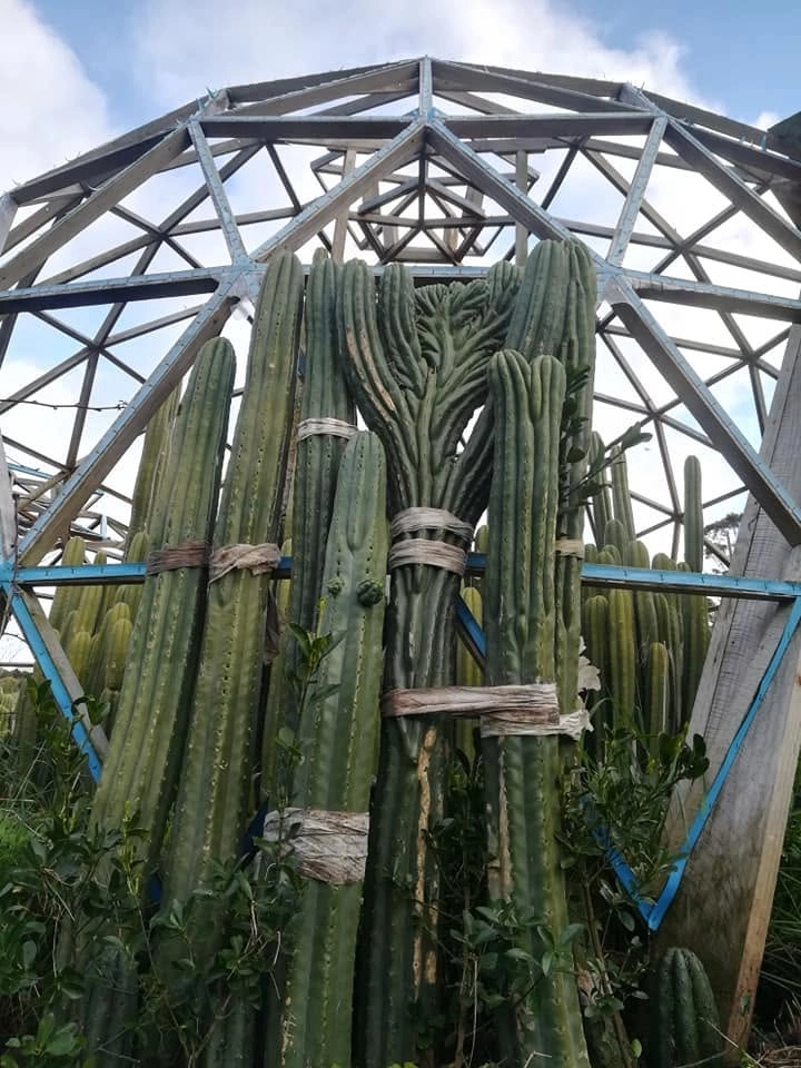 Decosta - Trichocereus San Pedro cactus clone photo 3