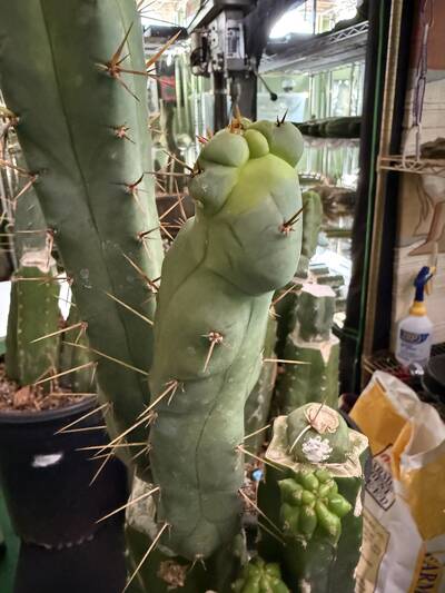 El Serpiente - Trichocereus San Pedro cactus clone photo 1