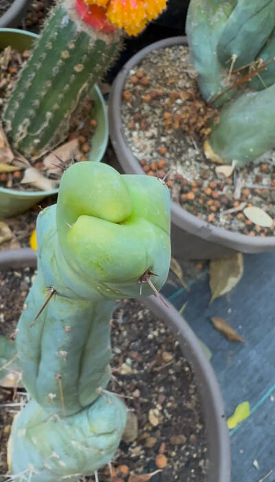 El Serpiente - Trichocereus San Pedro cactus clone photo 4