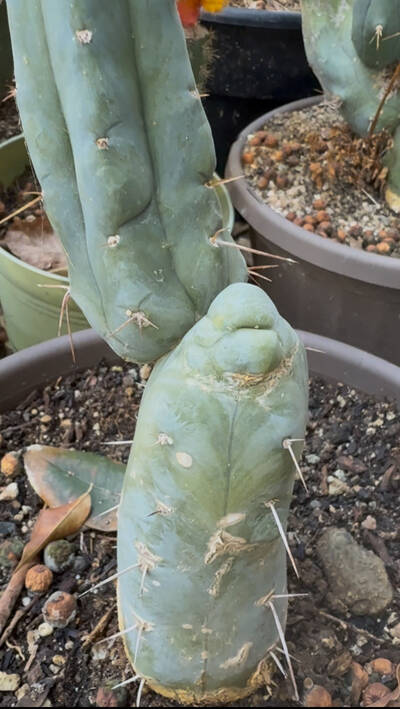 El Serpiente - Trichocereus San Pedro cactus clone photo 3