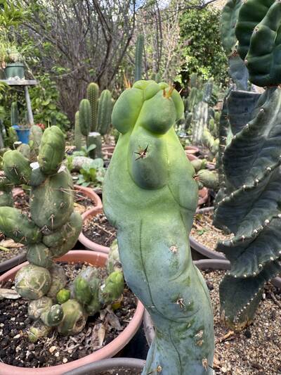 El Serpiente - Trichocereus San Pedro cactus clone photo 5