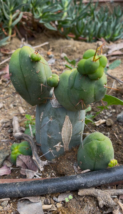 El Serpiente - Trichocereus San Pedro cactus clone photo 2
