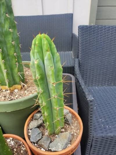 1fe18b983a72523b.jpg Eileen - Trichocereus San Pedro cactus clone photo 1