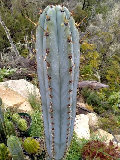 31d9cca2274aa086.jpg El Willow - Trichocereus San Pedro cactus clone photo 1