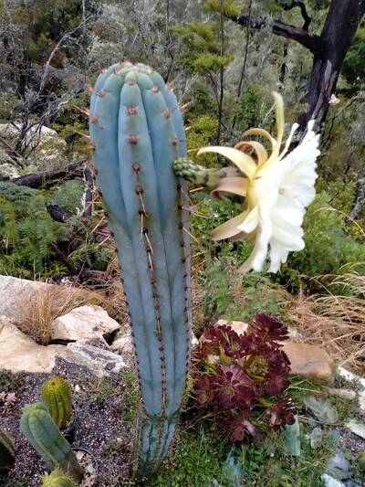 6e3490fd9b882a7c.jpg El Willow - Trichocereus San Pedro cactus clone photo 2