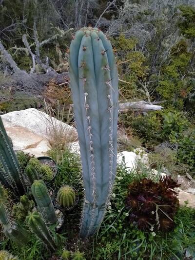 831e57f260441dbd.jpg El Willow - Trichocereus San Pedro cactus clone photo 3