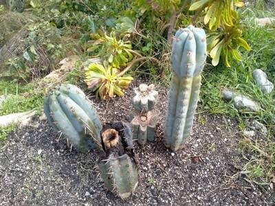 e3f9ebb00177f83f.jpg El Willow - Trichocereus San Pedro cactus clone photo 6