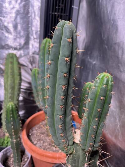 Emma - Trichocereus San Pedro cactus clone photo 1