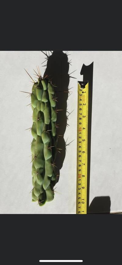 Firmament - Trichocereus San Pedro cactus clone photo 1