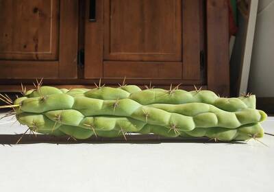 Firmament - Trichocereus San Pedro cactus clone photo 2