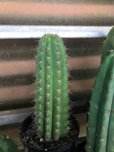 Frankie - Trichocereus San Pedro cactus clone photo 1