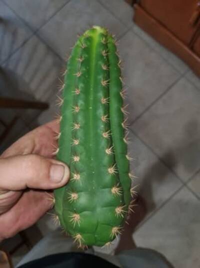 Frankie - Trichocereus San Pedro cactus clone photo 2