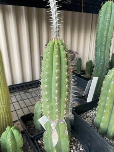 Frankie - Trichocereus San Pedro cactus clone photo 3
