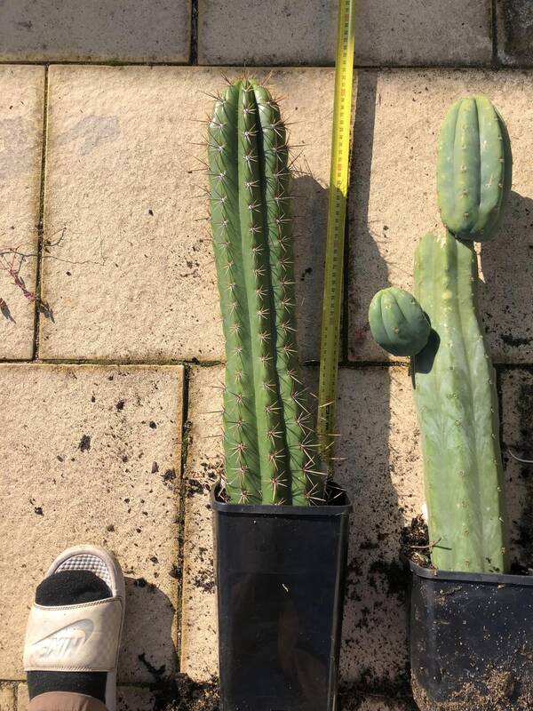 trichocereus-lamprochlorus-fields-lamprochlorus.jpg