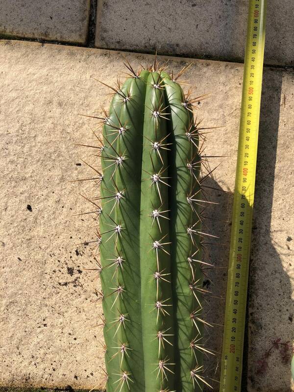 trichocereus-lamprochlorus-fields-lamprochlorus1.jpg