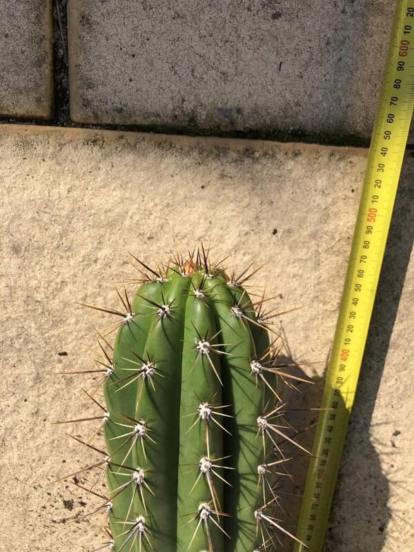 trichocereus-lamprochlorus-fields-lamprochlorus2.jpg