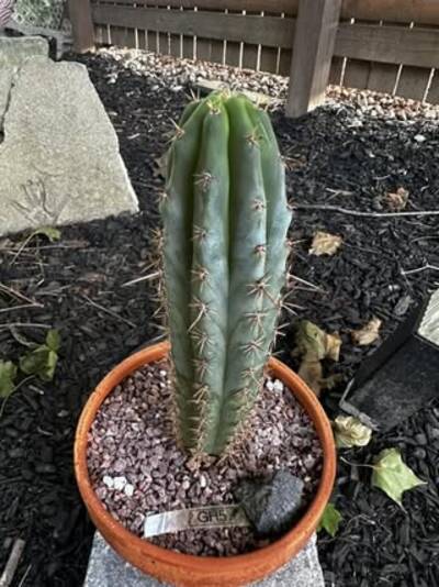 6d1da309cd26e783.jpg gh5 - Trichocereus San Pedro cactus clone photo 1