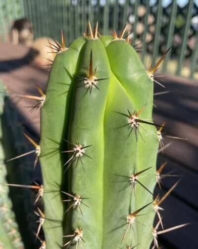 9f40e720b3f2e6c5.jpg gh5 - Trichocereus San Pedro cactus clone photo 2