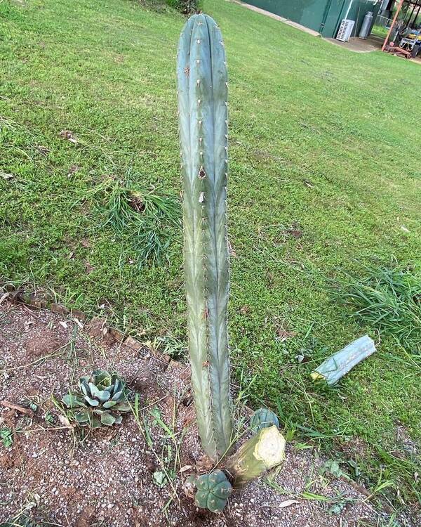 Hyperspacepixie - Trichocereus San Pedro cactus clone photo 2
