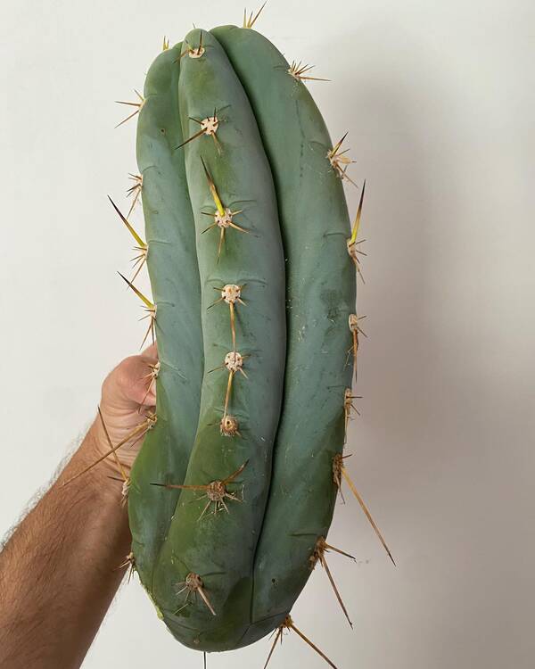 Hyperspacepixie - Trichocereus San Pedro cactus clone photo 1