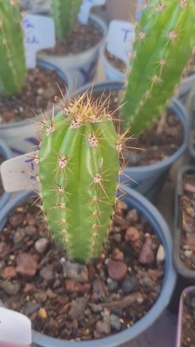1184c5afba7b7a8a.jpg Len - Trichocereus San Pedro cactus clone photo 1