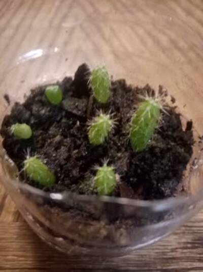 Ikaros DNA - Trichocereus San Pedro cactus clone photo 1