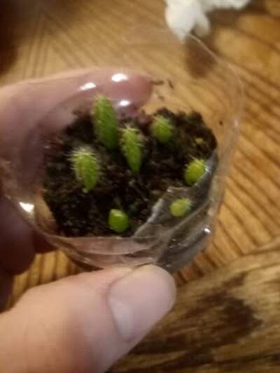 Ikaros DNA - Trichocereus San Pedro cactus clone photo 2
