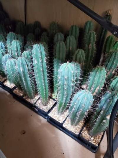 Ikaros DNA - Trichocereus San Pedro cactus clone photo 3
