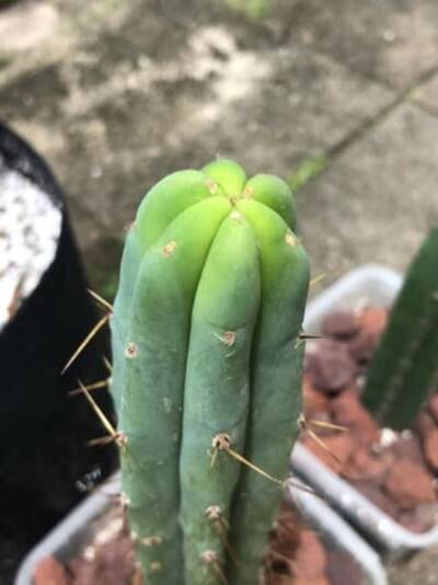 Ikaros DNA - Trichocereus San Pedro cactus clone photo 4