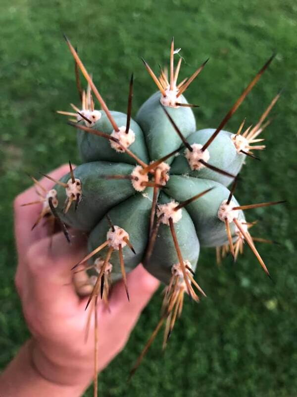 J5 Peruvianus - Trichocereus San Pedro cactus clone photo 3