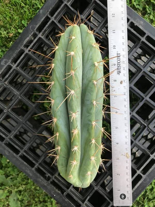 J5 Peruvianus - Trichocereus San Pedro cactus clone photo 2