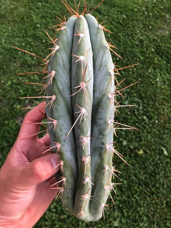 J5 Peruvianus - Trichocereus San Pedro cactus clone photo 1