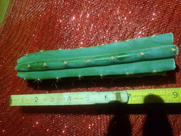 J5 Peruvianus - Trichocereus San Pedro cactus clone photo 5