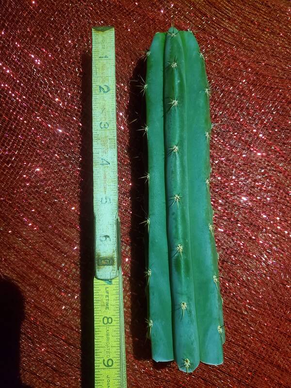 J5 Peruvianus - Trichocereus San Pedro cactus clone photo 4