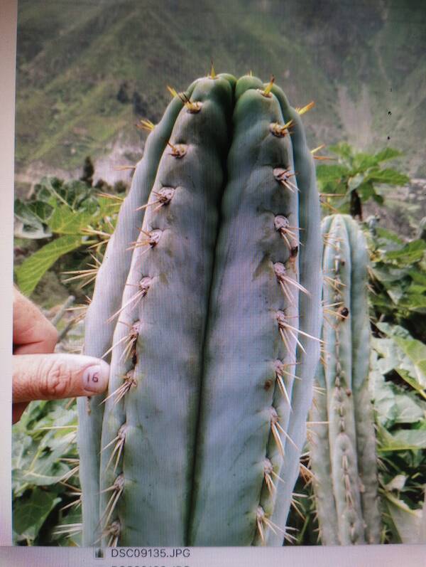 320456854-1330645487775869-886981841422468062-n.jpg Jn45 Spineline Matucana Peruvian - Trichocereus San Pedro cactus clone photo 1