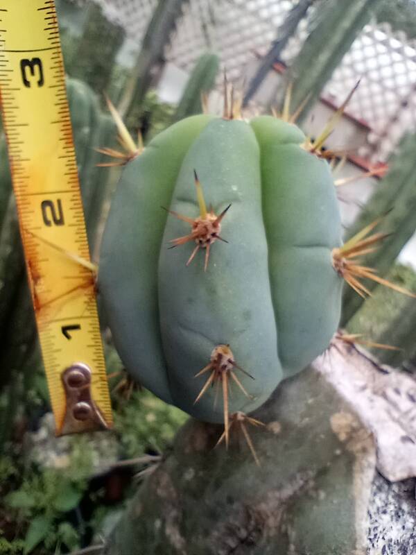 320558514-5075684465867772-7460447528060836754-n.jpg Jn45 Spineline Matucana Peruvian - Trichocereus San Pedro cactus clone photo 2