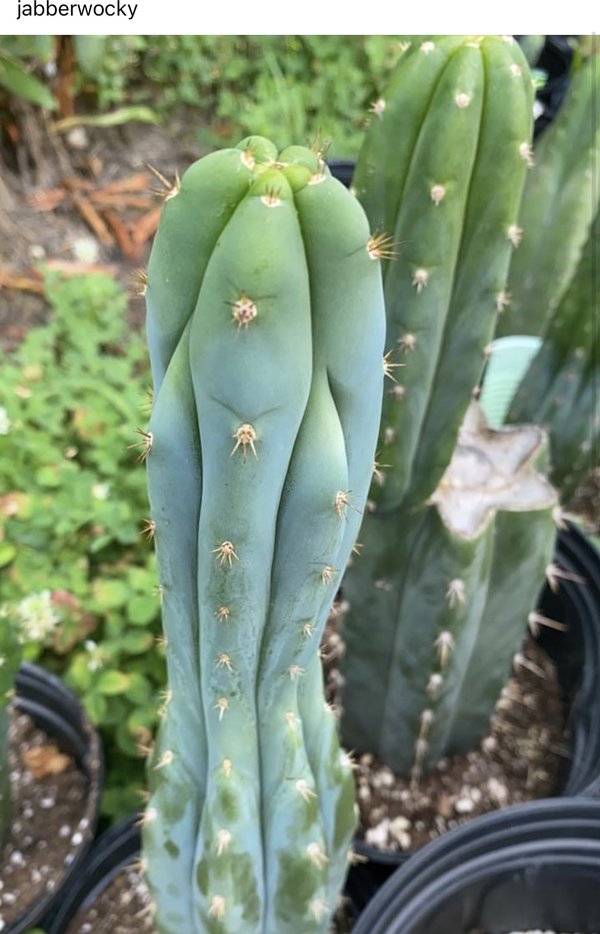 Jabberwocky - Trichocereus San Pedro cactus clone photo 1