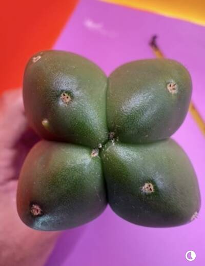 Juice Box - Trichocereus San Pedro cactus clone photo 3
