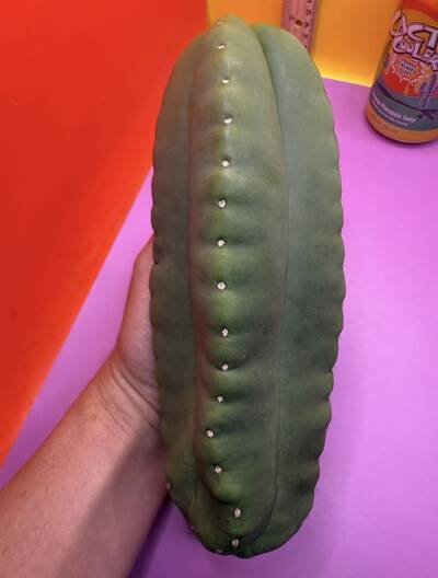Juice Box - Trichocereus San Pedro cactus clone photo 1