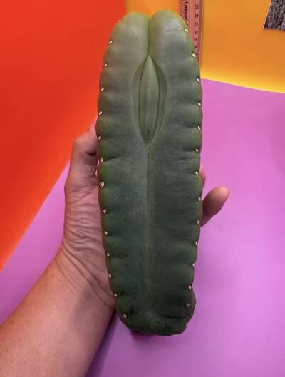 Juice Box - Trichocereus San Pedro cactus clone photo 2