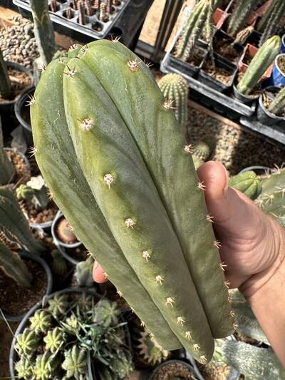 Jims Special - Trichocereus San Pedro cactus clone photo 1