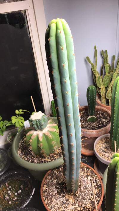 JN61 - Trichocereus San Pedro cactus clone photo 1