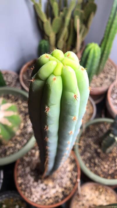 JN61 - Trichocereus San Pedro cactus clone photo 2